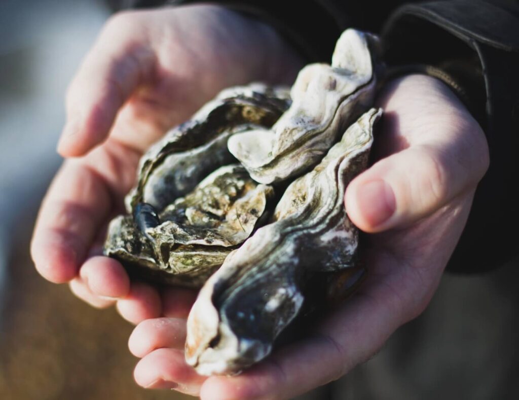 Østers fra Østersjagt